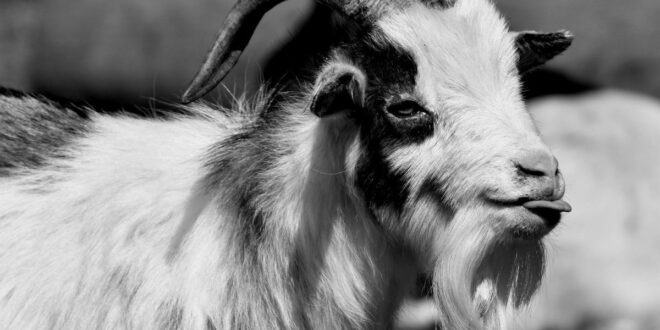 Ziegenbart Kinnbart Goatee